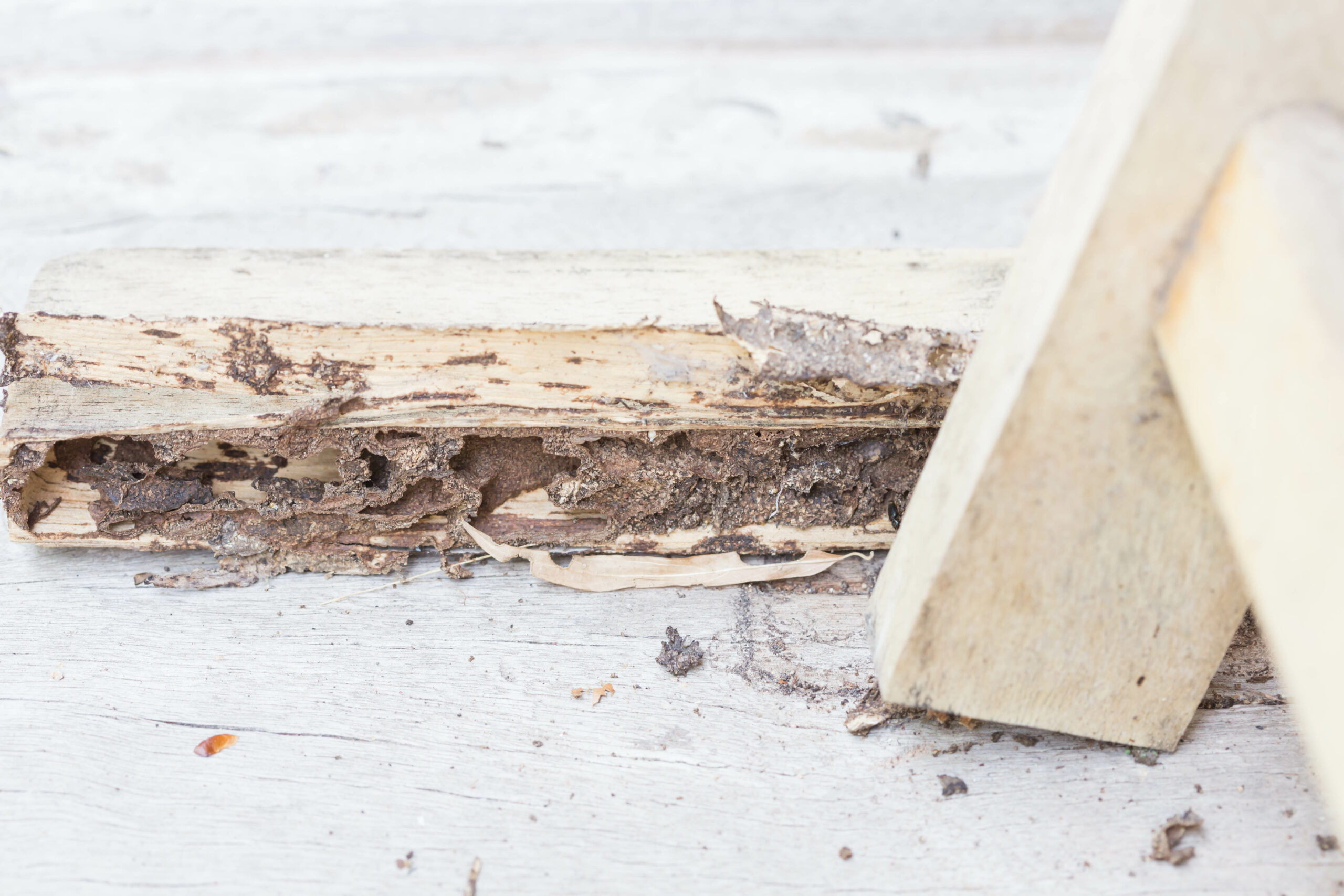 termite inspections from JMI Inspections